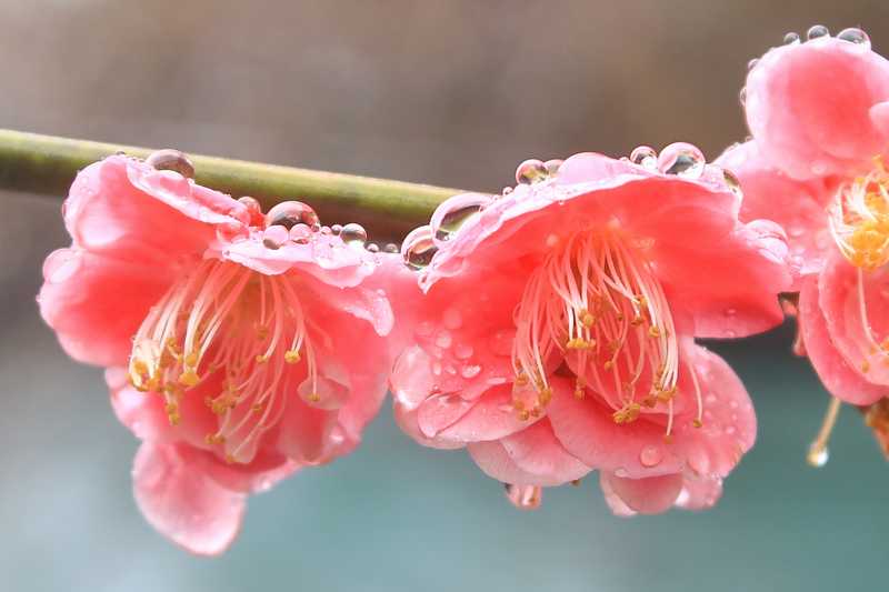 雨に濡れた梅