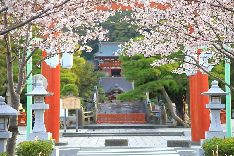 段葛の桜並木と鶴岡八幡宮